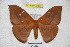  (Cricula trifenestrata serama - BC-RBP 2756)  @11 [ ] Copyright (2010) Unspecified Research Collection of Ron Brechlin