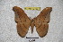  (Cricula trifenestrata javana - BC-RBP 2763)  @15 [ ] Copyright (2010) Unspecified Research Collection of Ron Brechlin