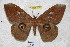  ( - BC-RBP 2799)  @13 [ ] Copyright (2010) Unspecified Research Collection of Ron Brechlin