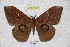  ( - BC-RBP 2801)  @13 [ ] Copyright (2010) Unspecified Research Collection of Ron Brechlin