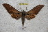  ( - BC-RBP 2979)  @12 [ ] Copyright (2010) Unspecified Research Collection of Ron Brechlin
