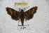  ( - BC-RBP 2996)  @12 [ ] Copyright (2010) Unspecified Research Collection of Ron Brechlin
