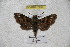  ( - BC-RBP 2997)  @12 [ ] Copyright (2010) Unspecified Research Collection of Ron Brechlin