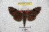  ( - BC-RBP 3003)  @12 [ ] Copyright (2010) Unspecified Research Collection of Ron Brechlin