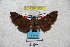  ( - BC-RBP 3006)  @12 [ ] Copyright (2010) Unspecified Research Collection of Ron Brechlin