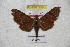 ( - BC-RBP 3007)  @12 [ ] Copyright (2010) Unspecified Research Collection of Patrick Basquin