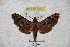  ( - BC-RBP 3012)  @13 [ ] Copyright (2010) Unspecified Research Collection of Ron Brechlin