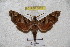  ( - BC-RBP 3013)  @12 [ ] Copyright (2010) Unspecified Research Collection of Patrick Basquin