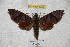  ( - BC-RBP 3034)  @13 [ ] Copyright (2010) Unspecified Research Collection of Patrick Basquin