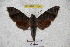  ( - BC-RBP 3036)  @14 [ ] Copyright (2010) Unspecified Research Collection of Patrick Basquin