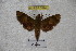  ( - BC-RBP 3044)  @11 [ ] Copyright (2010) Unspecified Research Collection of Patrick Basquin