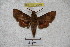 ( - BC-RBP 3046)  @13 [ ] Copyright (2010) Unspecified Research Collection of Patrick Basquin