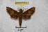  ( - BC-RBP 3051)  @13 [ ] Copyright (2010) Unspecified Research Collection of Patrick Basquin