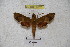 ( - BC-RBP 3052)  @13 [ ] Copyright (2010) Unspecified Research Collection of Patrick Basquin