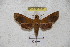  ( - BC-RBP 3053)  @13 [ ] Copyright (2010) Unspecified Research Collection of Patrick Basquin