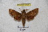  ( - BC-RBP 3055)  @13 [ ] Copyright (2010) Unspecified Research Collection of Patrick Basquin