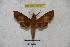  ( - BC-RBP 3056)  @13 [ ] Copyright (2010) Unspecified Research Collection of Patrick Basquin