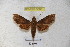  (Angonyx sumbawensis - BC-RBP 3066)  @13 [ ] Copyright (2010) Unspecified Research Collection of Patrick Basquin