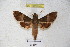 (Angonyx boisduvali - BC-RBP 3075)  @14 [ ] Copyright (2010) Unspecified Research Collection of Patrick Basquin