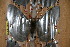  ( - BC-RBP 3094)  @11 [ ] Copyright (2010) Unspecified Research Collection of Ron Brechlin