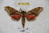  ( - BC-RBP 3126)  @12 [ ] Copyright (2010) Unspecified Research Collection of Ron Brechlin