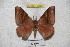  ( - BC-RBP 3262)  @13 [ ] Copyright (2010) Unspecified Research Collection of Ron Brechlin