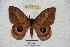  (Pseudautomeris arminiyungasensis - BC-RBP 3273)  @15 [ ] Copyright (2010) Unspecified Research Collection of Ron Brechlin