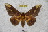  ( - BC-RBP 3279)  @13 [ ] Copyright (2010) Unspecified Research Collection of Ron Brechlin