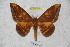  ( - BC-RBP 3288)  @14 [ ] Copyright (2010) Unspecified Research Collection of Ron Brechlin