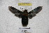  ( - BC-RBP 3302)  @12 [ ] Copyright (2010) Unspecified Research Collection of Ron Brechlin