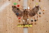  ( - BC-RBP 3446)  @12 [ ] Copyright (2010) Unspecified Research Collection of Ron Brechlin