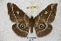  ( - BC-RBP 3449)  @14 [ ] Copyright (2010) Unspecified Research Collection of Ron Brechlin