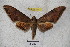  ( - BC-RBP 3453)  @13 [ ] Copyright (2010) Unspecified Research Collection of Ron Brechlin