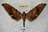  ( - BC-RBP 3454)  @11 [ ] Copyright (2010) Unspecified Research Collection of Ron Brechlin