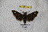  ( - BC-RBP 3461)  @12 [ ] Copyright (2010) Unspecified Research Collection of Ron Brechlin
