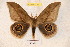  ( - BC-RBP 3367)  @11 [ ] Copyright (2010) Unspecified Research Collection of Ron Brechlin