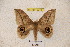  ( - BC-RBP 3373)  @11 [ ] Copyright (2010) Unspecified Research Collection of Ron Brechlin
