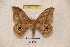  ( - BC-RBP 3375)  @11 [ ] Copyright (2010) Unspecified Research Collection of Ron Brechlin