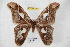  ( - BC-RBP 3914)  @11 [ ] Copyright (2010) Unspecified Research Collection of Ron Brechlin