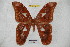  (Rothschildia peruviana peruviana - BC-RBP 3918)  @14 [ ] Copyright (2010) Unspecified Research Collection of Ron Brechlin