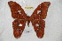  ( - BC-RBP 3919)  @14 [ ] Copyright (2010) Unspecified Research Collection of Ron Brechlin