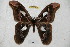  ( - BC-RBP 3929)  @13 [ ] Copyright (2010) Unspecified Research Collection of Ron Brechlin