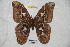  ( - BC-RBP 3967)  @11 [ ] Copyright (2010) Unspecified Research Collection of Ron Brechlin