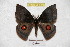  ( - BC-RBP 4055)  @14 [ ] Copyright (2010) Unspecified Research Collection of Ron Brechlin