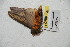 ( - BC-RBP 4083)  @12 [ ] Copyright (2010) Unspecified Research Collection of Ron Brechlin