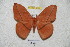  (Lonomia sinjaevorum - BC-RBP 4189)  @14 [ ] Copyright (2010) Unspecified Research Collection of Ron Brechlin