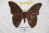  ( - BC-RBP 4195)  @13 [ ] Copyright (2010) Unspecified Research Collection of Ron Brechlin