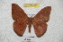  ( - BC-RBP 4197)  @13 [ ] Copyright (2010) Unspecified Research Collection of Ron Brechlin