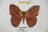  ( - BC-RBP 4206)  @13 [ ] Copyright (2010) Unspecified Research Collection of Ron Brechlin