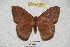  ( - BC-RBP 4207)  @13 [ ] Copyright (2010) Unspecified Research Collection of Ron Brechlin